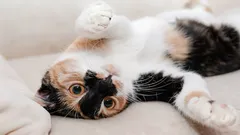 Dlaczego kot pokazuje brzuch? Zoolodzy rozszyfrowali wszystkie sygnały domowego pupila