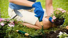 Jakich roślin nie sadzić obok siebie? Ogrodnik wskazał zasady sąsiedztwa upraw