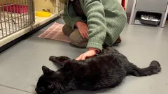 Zaginął na 12 lat i wrócił – kot rozpoznał swoją właścicielkę od pierwszej sekundy