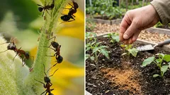 Mrówki maszerowały po działce całymi zastępami, dopóki nie rozsypałem tej przyprawy – zniknęły