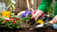 Jakie kwiaty można siać w kwietniu prosto do gruntu: prosta lista bez zachodu