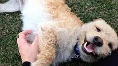 Dlaczego psy proszą o głaskanie po brzuchu? Nie chodzi tylko o przyjemność