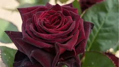 Te róże ozdobią każdy ogród: 5 najpiękniejszych i niewymagających odmian