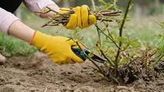 Mogą nie zakwitnąć: ogrodnicy wskazali rośliny, których nie wolno przycinać wiosną