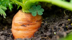 Wzejdzie przy każdej pogodzie — najlepsze terminy siewu marchwi wiosną