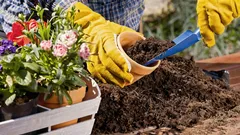 Sąsiedzi pomyślą, że to kosztowało fortunę: kwiaty, które tworzą efekt luksusowego ogrodu