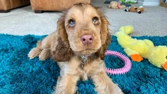 Te psy zawsze będą wierne i czułe: zoolog wymienił 5 wyjątkowych ras