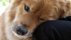 Gest odziedziczony po dzikich przodkach: dlaczego pies kładzie głowę na właścicielu?