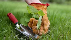 Ogród zagrożony przez chwasty: najniebezpieczniejsze rośliny przejmują działkę na wiosnę