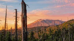 Wypalona przez wulkan ziemia ożyła po eksperymencie: rośnie tam ponad 40 tys. roślin