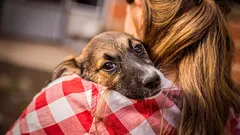 Sekret psiej miłości: jak pupil wybiera swojego opiekuna w domu