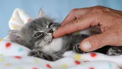 Jaki kot idealnie pasuje do rodziny? Oto 4 najlepsze rasy