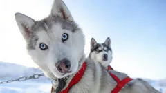 Niezwykłe piękno: 3 rasy psów, w których zakochasz się od pierwszego wejrzenia