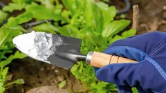 Zwykła soda oczyszczona na szkodniki: szybki i tani sposób na ochronę plonów