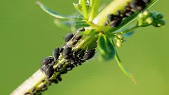 Mszyce na roślinach znikną bez chemii i kosztów: zapamiętaj ten prosty sposób