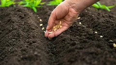 Co posadzić w kwietniu: 5 najbardziej wytrzymałych warzyw na zmienny klimat