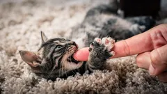 Kociak gryzie i drapie? Oto jak łagodnie oduczyć go tego nawyku