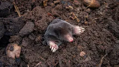 Doprowadź do wrzenia i wlej do nory – krety natychmiast uciekną z działki