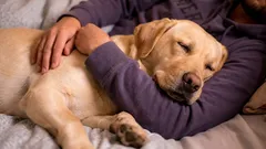 Tajemnicze zachowanie psów: 3 powody, dla których przytulają się do właścicieli