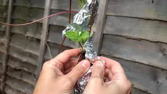 Czy folia aluminiowa odstrasza szkodniki w ogrodzie? Ogrodnik odpowiada