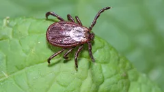 Kleszcze uciekną z twojego ogrodu – ogrodnik wskazał rośliny, które warto posadzić