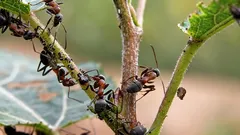 Mrówki i mszyce znikną bez śladu: prosty trik odstraszy je lepiej niż chemia