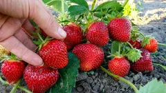 Plon truskawek wzrośnie dwukrotnie: schemat sadzenia, który wielu ignoruje