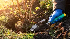 Najgorszy błąd ogrodnika: 10 krzewów, których nigdy nie należy sadzić przy domu