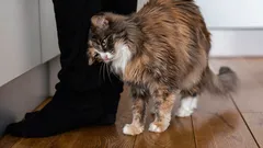 Dlaczego koty lubią ocierać się głową o właścicieli: zoolog wyjaśnia znaczenie tego gestu