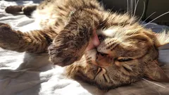 Lepsze niż jakikolwiek meteorolog: jak koty z łatwością mogą przewidzieć pogodę i dać ci znać